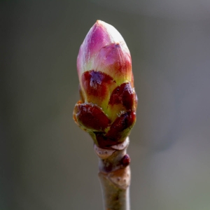 Bourgeons - naturopathie